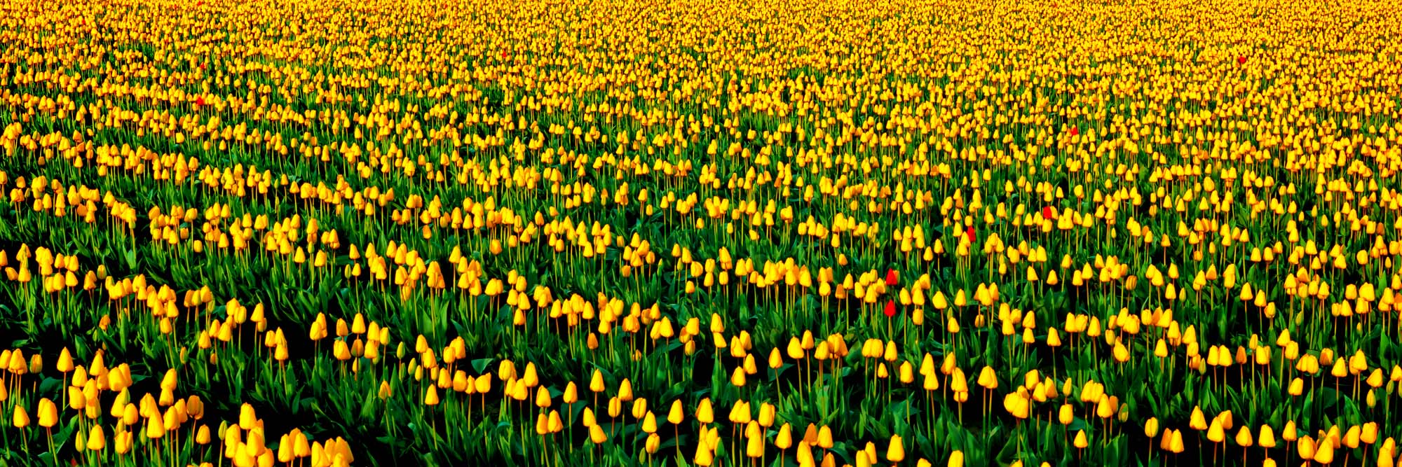 Dare To Be Different, WA by Ken Duncan