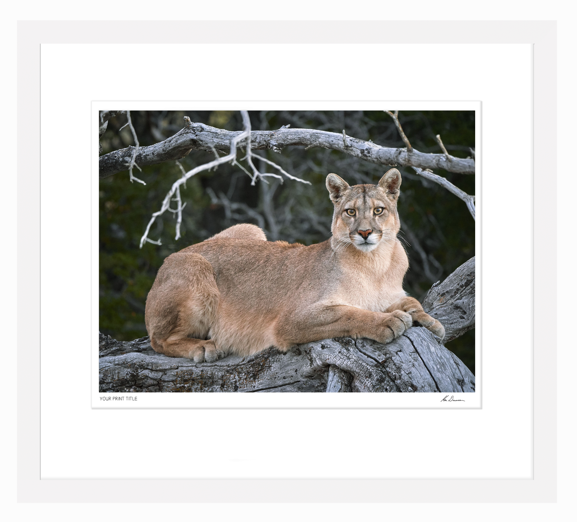 Large Limited Edition Puma, Patagonia. Framed Dimensions 1000mm (h) x 1320mm (w). Registration number 3/100
