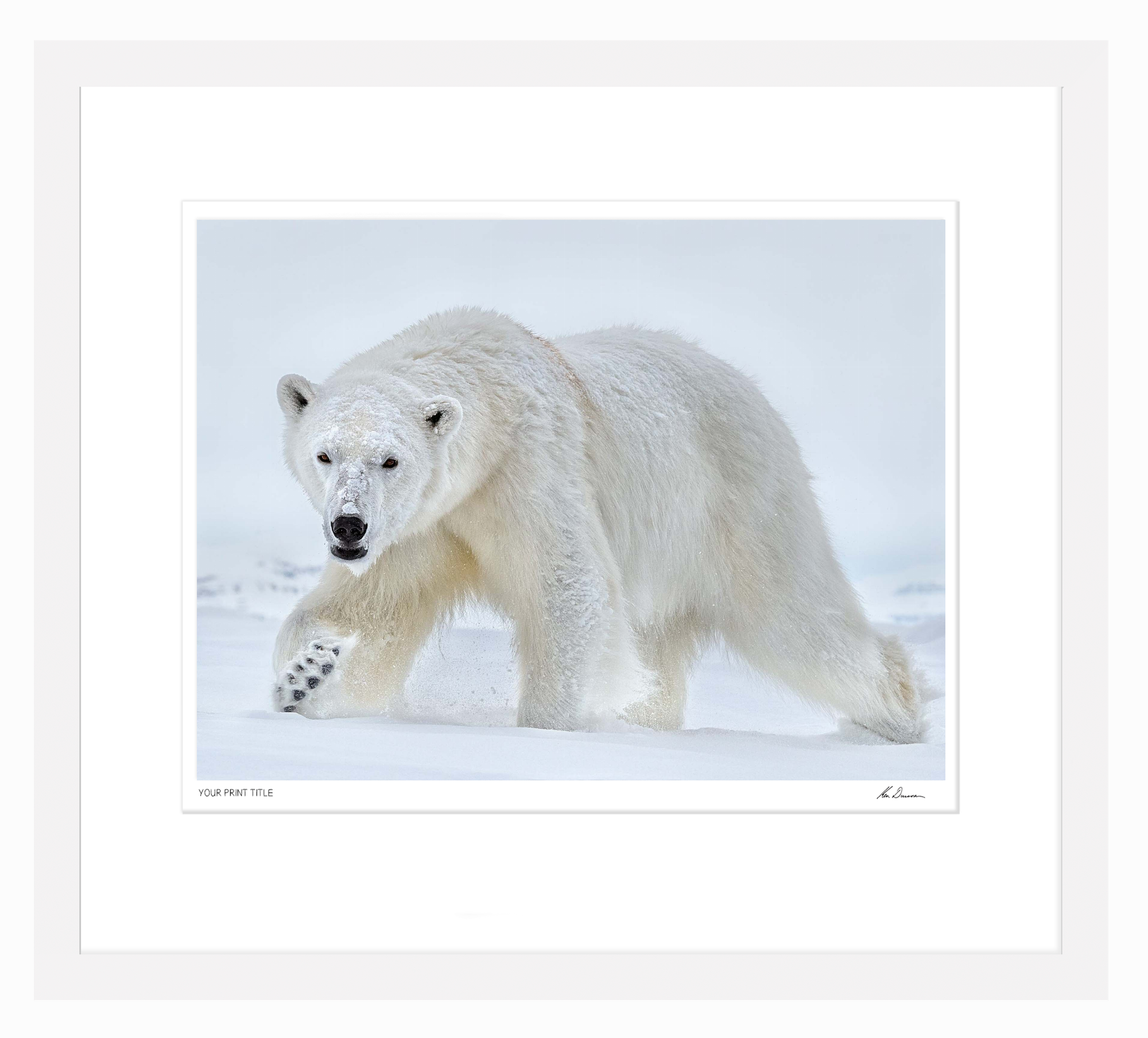 Polar Eyes - X Large Framed Wall Stock Sale (One Only)